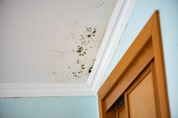 Best Affordable Mold Removal  in Six Shooter Canyon, AZ