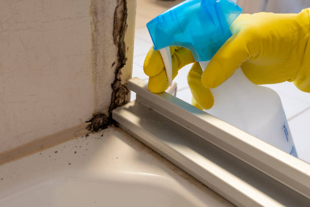 Best Mold Testing  in Six Shooter Canyon, AZ
