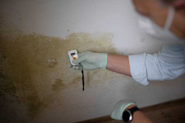 Best Office Mold Removal Services  in Six Shooter Canyon, AZ