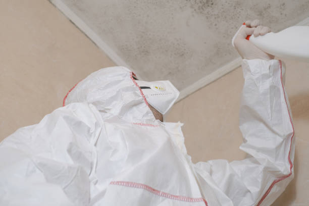 Best Same-Day Mold Removal  in Six Shooter Canyon, AZ