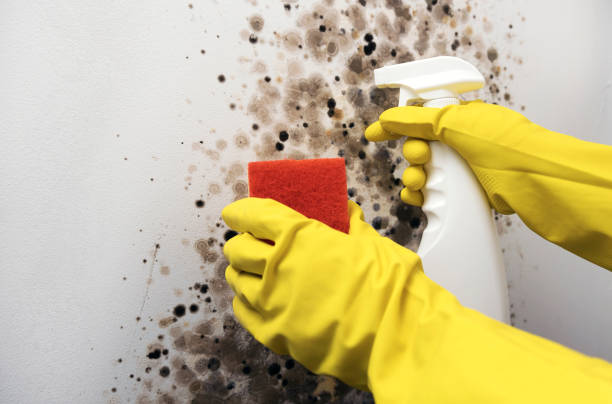 Best Fast Mold Removal  in Six Shooter Canyon, AZ