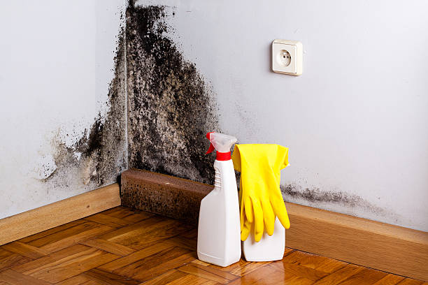 Best Emergency Mold Removal  in Six Shooter Canyon, AZ