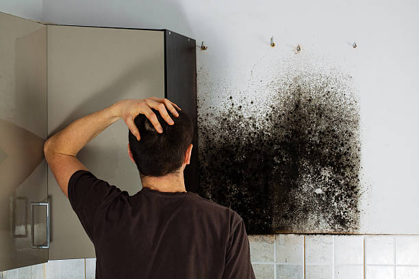 Best Local Mold Removal Service  in Six Shooter Canyon, AZ