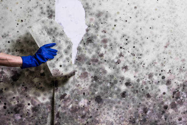 Best Best Mold Removal Companies  in Six Shooter Canyon, AZ